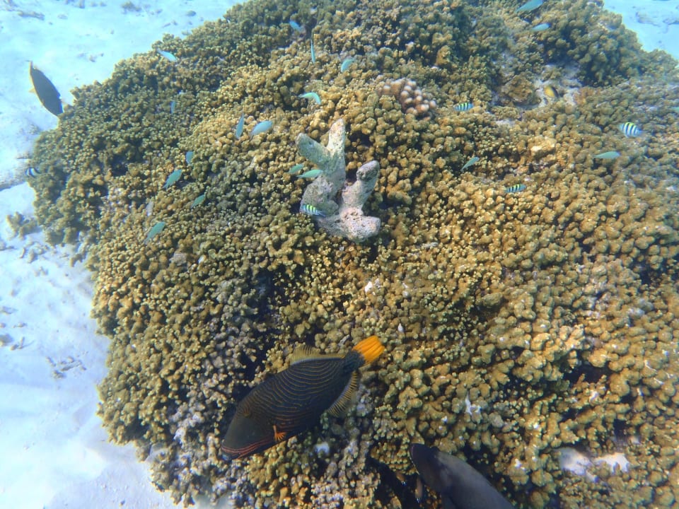 Sport & Freizeit Adaaran Select Meedhupparu Island Resort - Premium All Inclusive