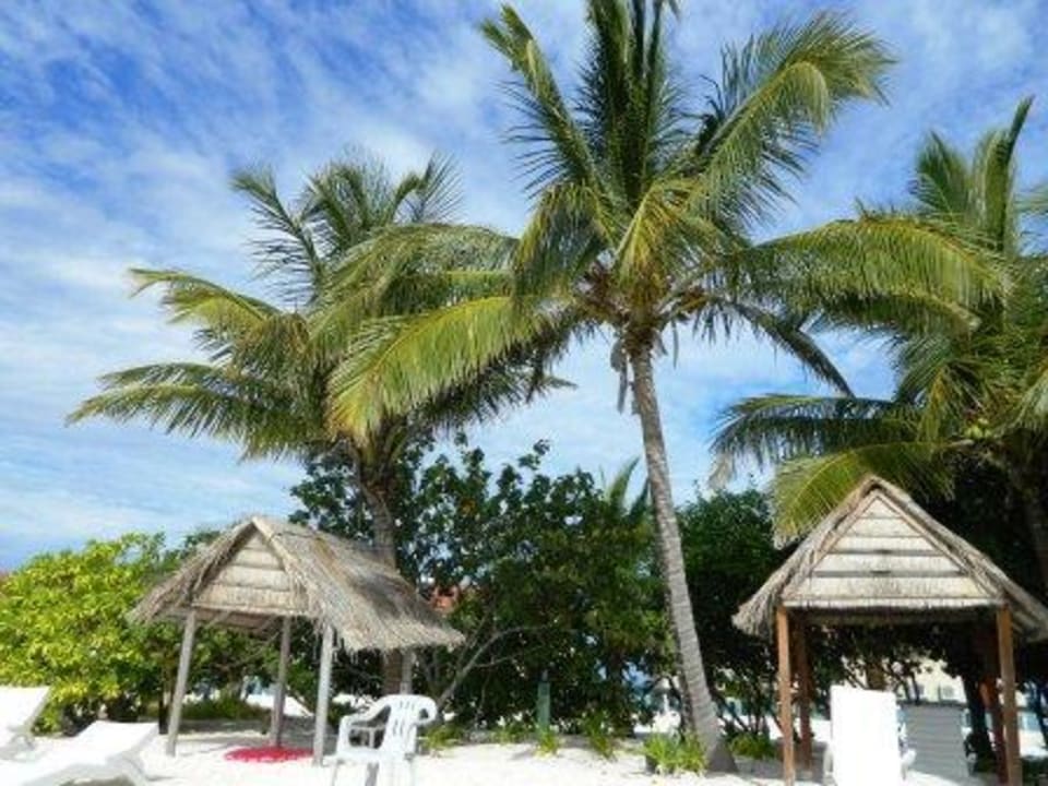 Palmen Summer Island Maldives