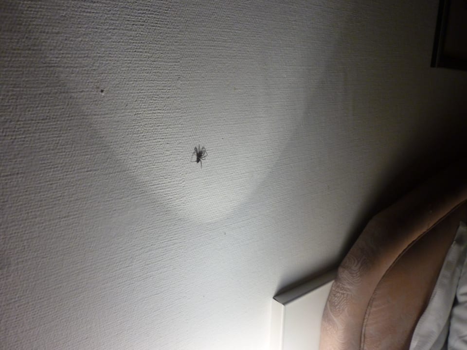 Lebende Spinnen krabbeln an Decke und Wände Hotel Seeschau