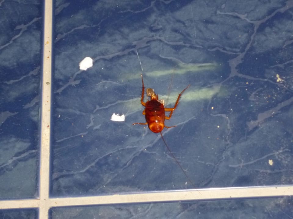 Tuhle havěť jsem měl v koupelně Pela Maria