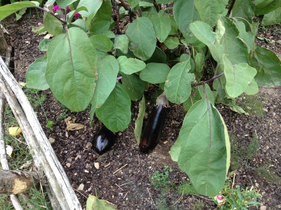 Frische Auberginen gefällig ? Hotel La Fontaine Aux Bretons