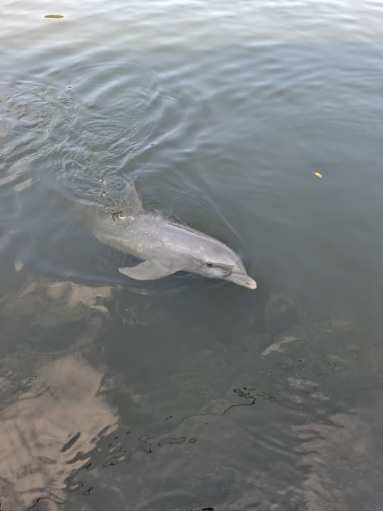 Sport & Freizeit Blau varadero - Adults only