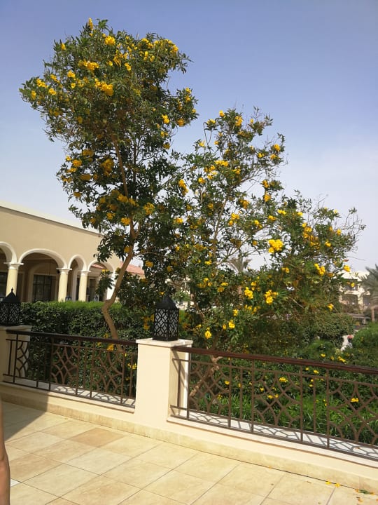 Gartenanlage JAZ Aquamarine Resort