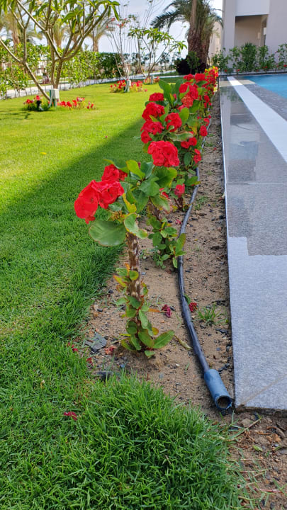 Gartenanlage JAZ Elite Amara