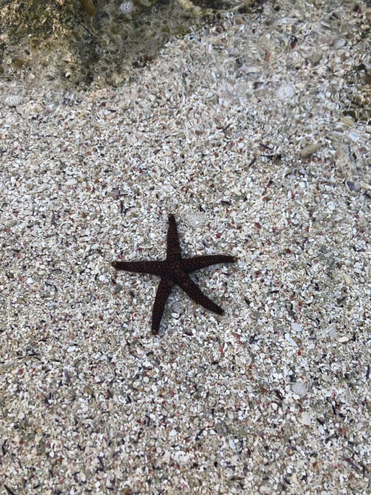 Strand Radisson Blu Poste Lafayette Resort & Spa - Adults only