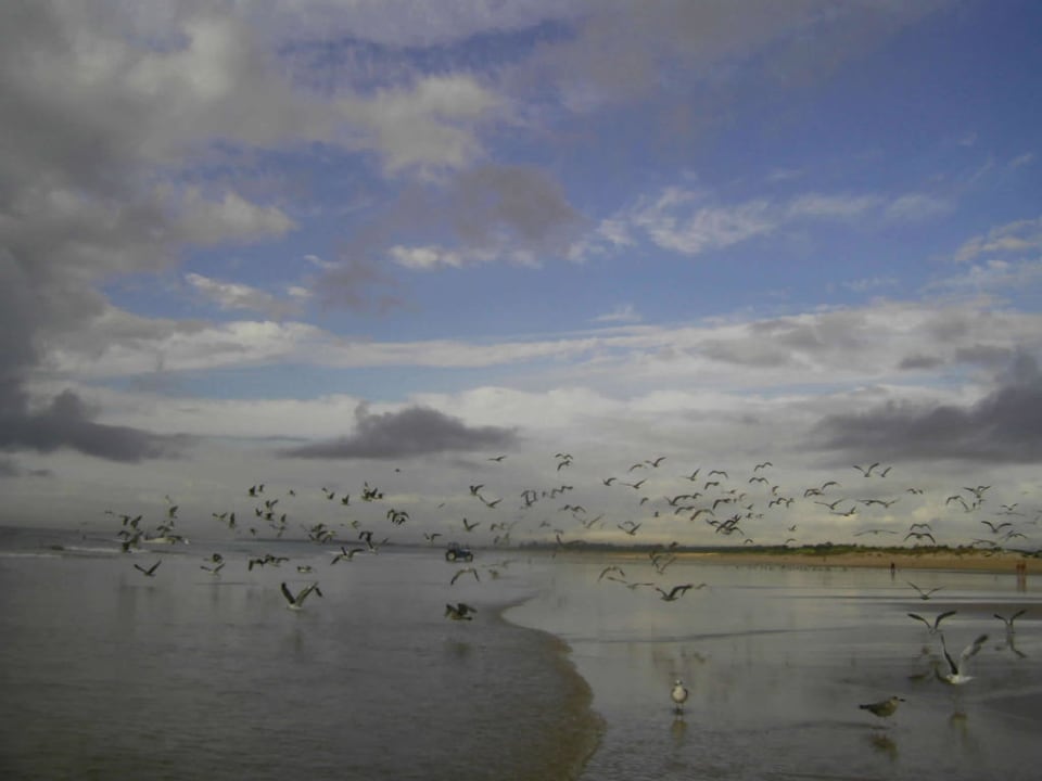 Möwen von Monte Gordo Hotel Yellow Praia Monte Gordo