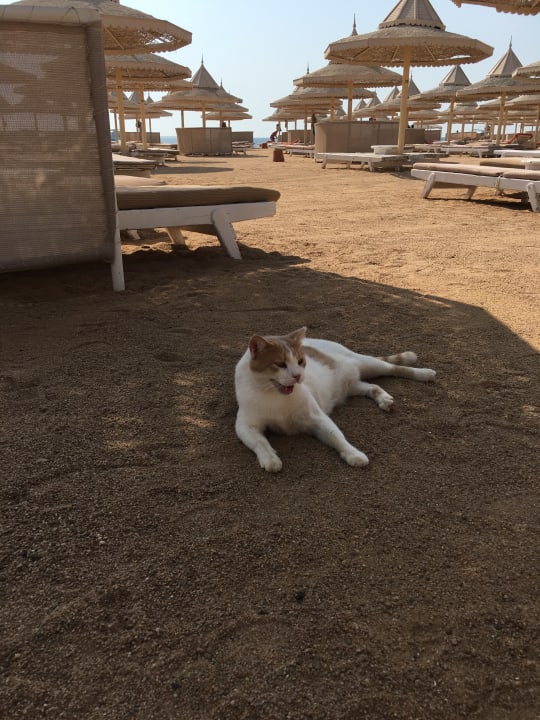 Strand The Grand Hotel Hurghada