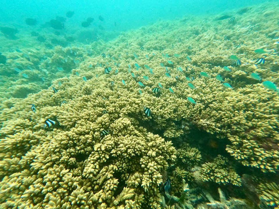 Strand Shandrani Beachcomber Resort & Spa