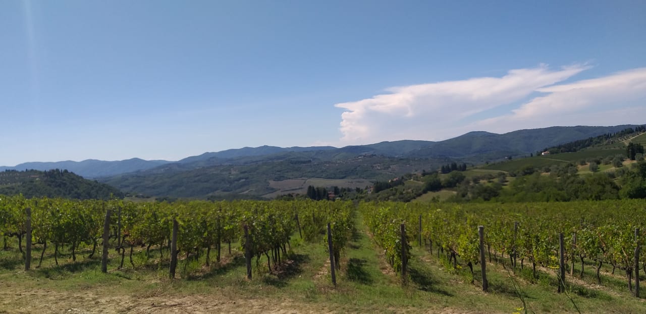 Ausblick The Florence Hills Resort & SPA