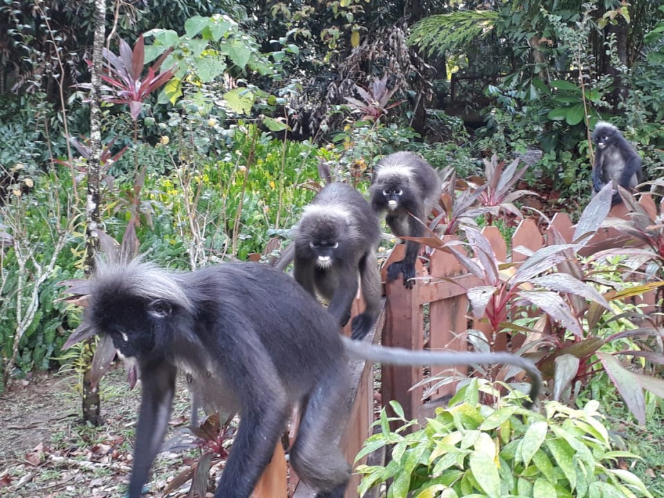 Gartenanlage Berjaya Langkawi Resort