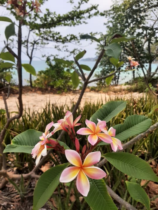 Gartenanlage The Fair House Beach Resort