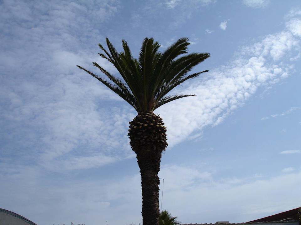 Gartenanlage El Mouradi Club Kantaoui