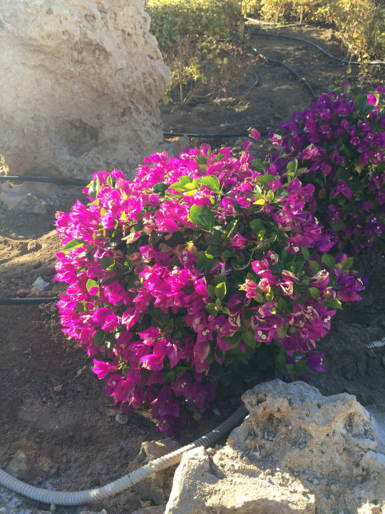 Gartenanlage Pickalbatros Citadel Resort