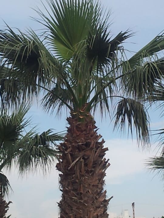 Palme VONRESORT Golden Beach