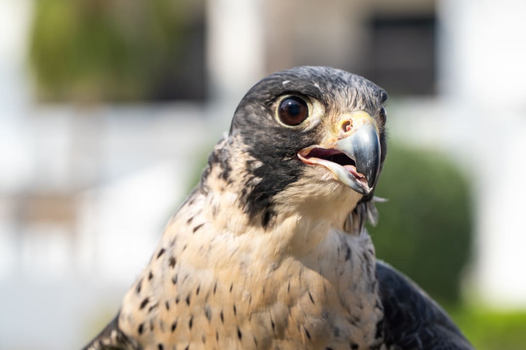 Sonstiges InterContinental Fujairah Resort