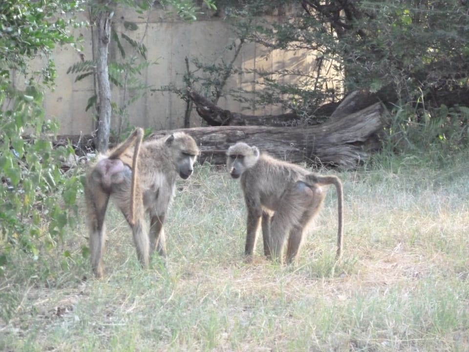 Sonstiges Taita Hills Safari Resort & Spa