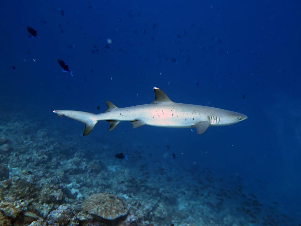 Hai Boutique Beach All Inclusive Diving Hotel