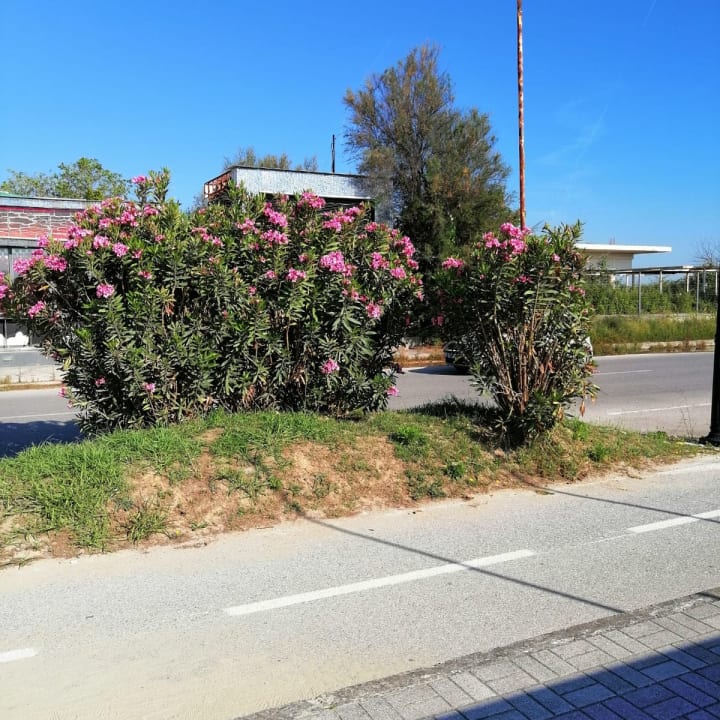 Sonstiges Mediterranean Princess