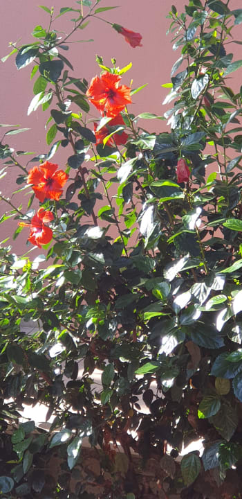 Gartenanlage Club Dizalya