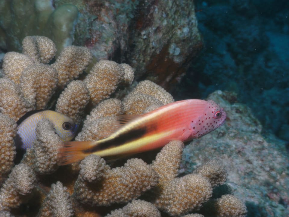 Tauchen NH Collection Maldives Reethi Resort