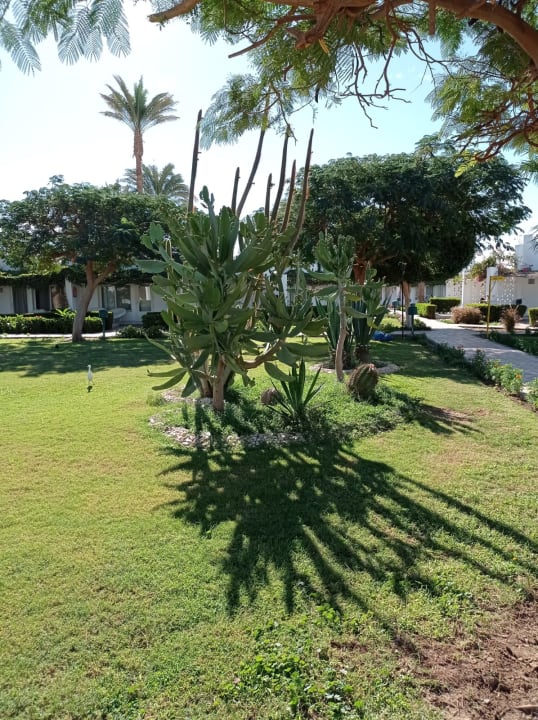 Gartenanlage Shams Safaga Resort