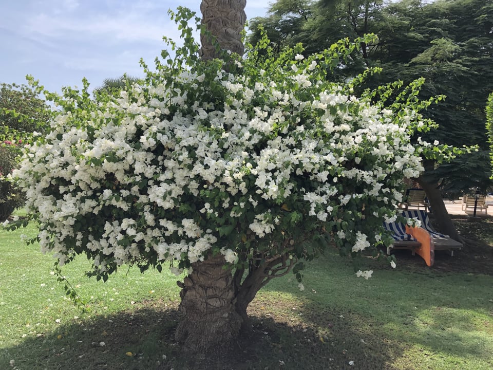 Gartenanlage Brayka Bay Resort