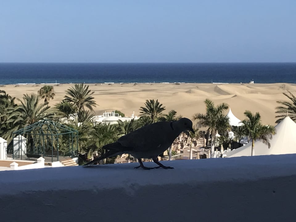 Ausblick Hotel Riu Palace Maspalomas Adults Only