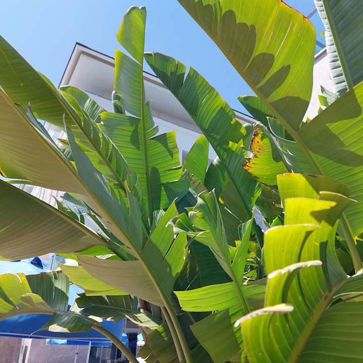 Pool Sentido Trendy Verbena Beach