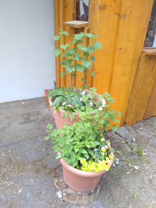 Sonstiges Pension Die Mühle