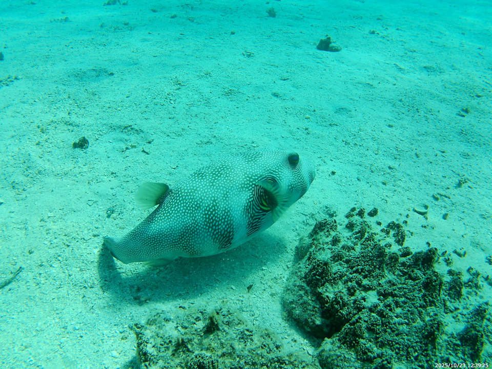 Strand Jaz Makadi Oasis Resort