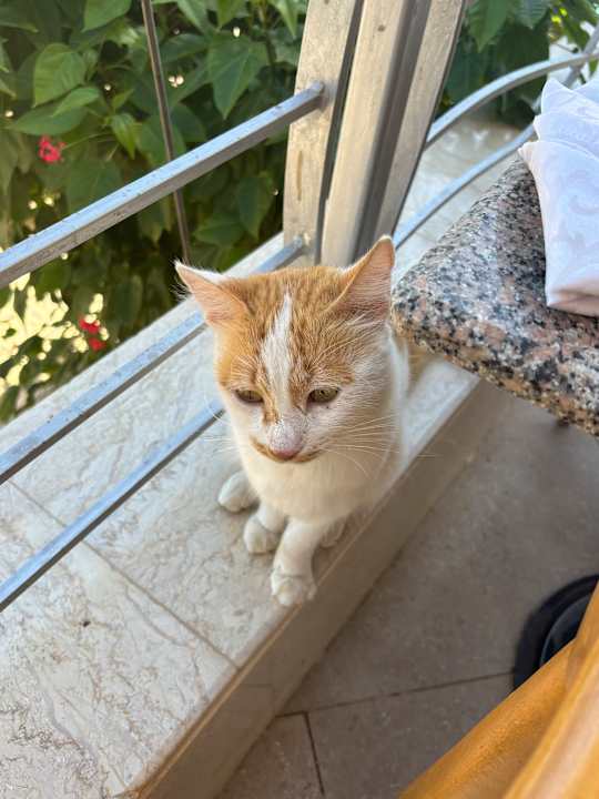 Sonstiges Shams Prestige Abu Soma-Adults Only