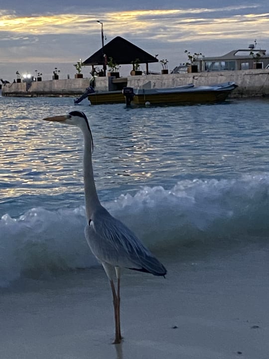 Ausblick Summer Island Maldives