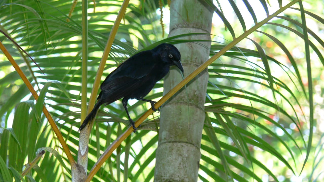 Rabenartiger Vogel Hotel Riu Negril