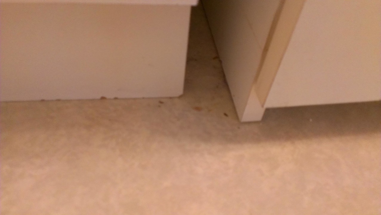 Dreck auch in der Küche Days Inn Leipzig City Centre