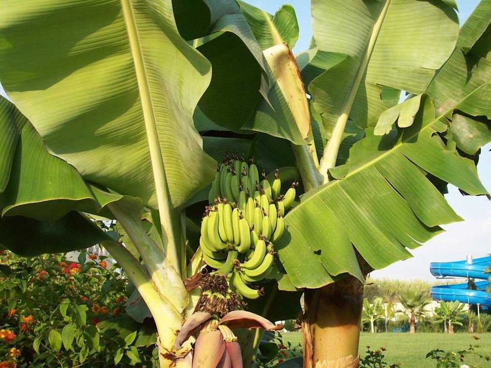 Bananenbäume in der Gartenanlage. Vita Silva Hotel