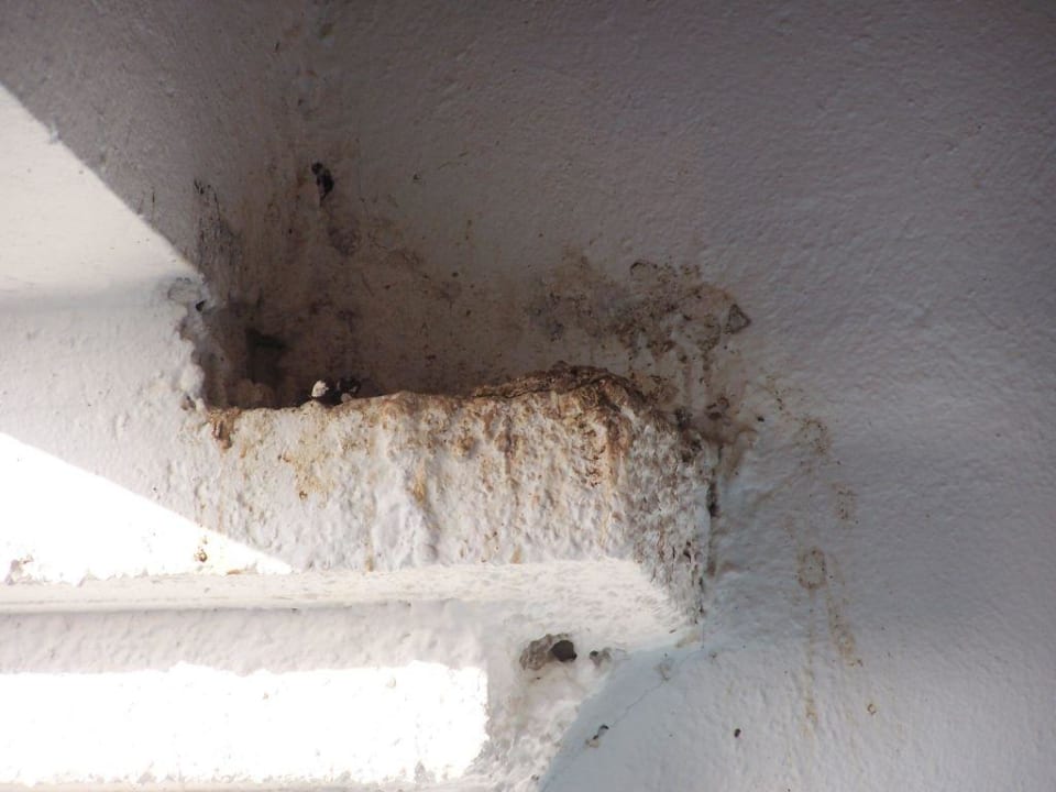 Taubenmist auf dem Balkon Hotel Geranion Village