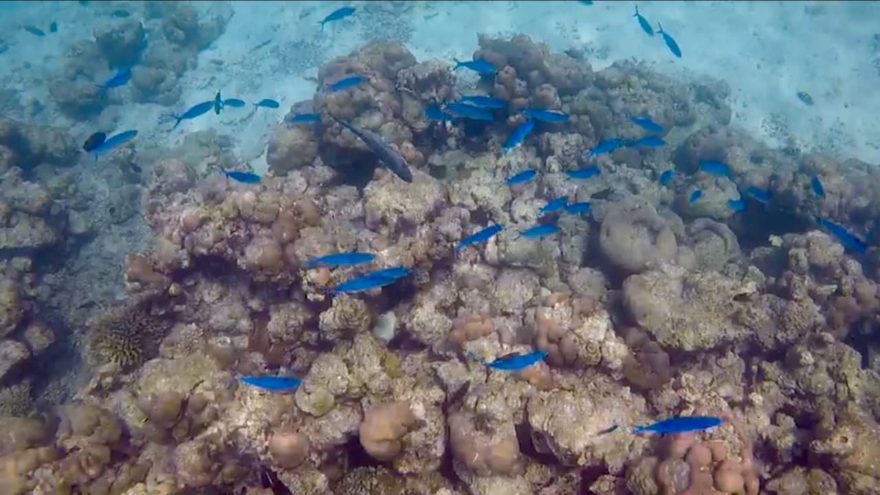 Hausriff  Kuredu Island Resort & Spa