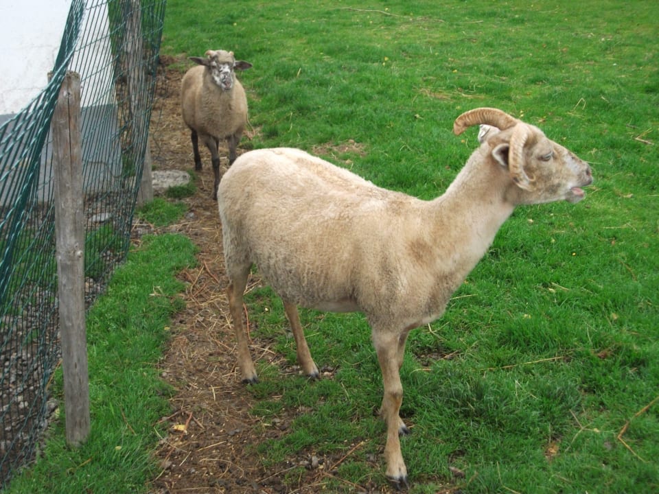 Sonstiges Wiesenberghof