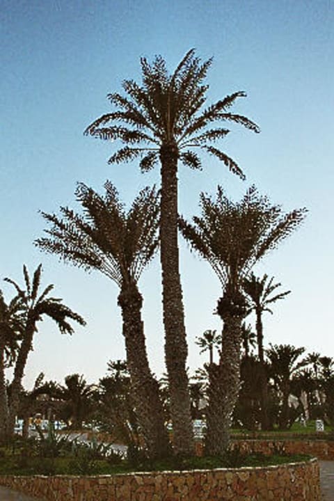 Palmen Zita Beach Resort