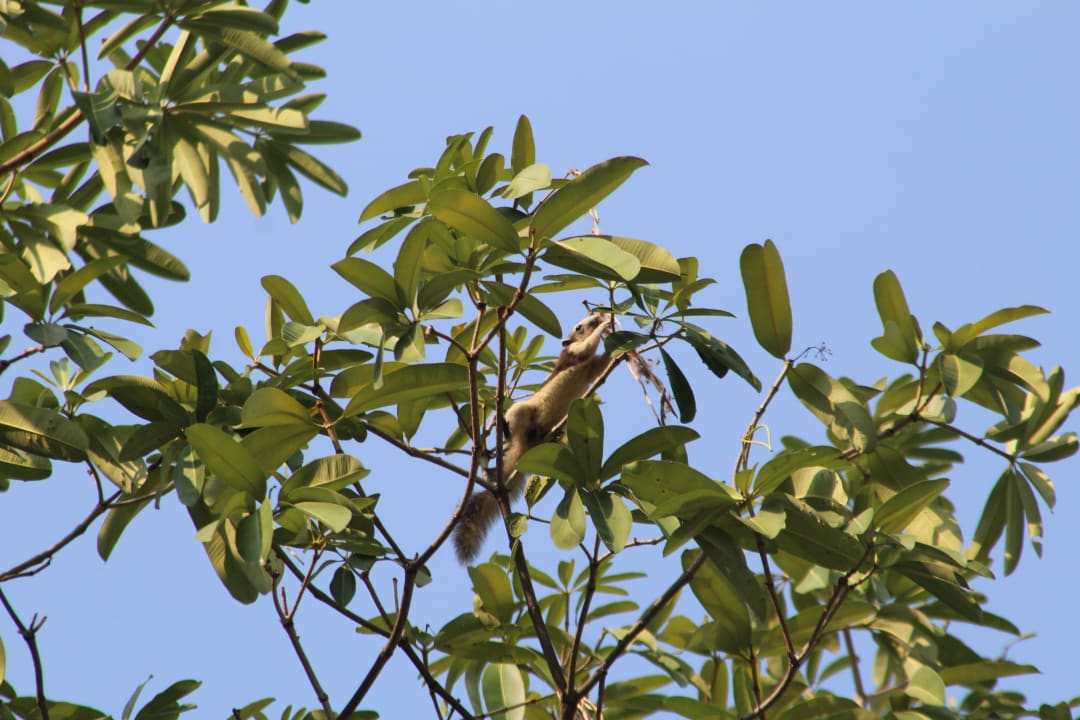Gartenanlage Mercure Pattaya Ocean Resort
