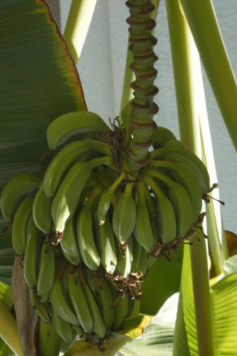 Bananenbaum Club Sidelya Hotel