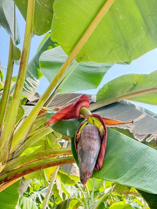 Gartenanlage Adaaran Select Hudhuran Fushi - Premium All Inclusive