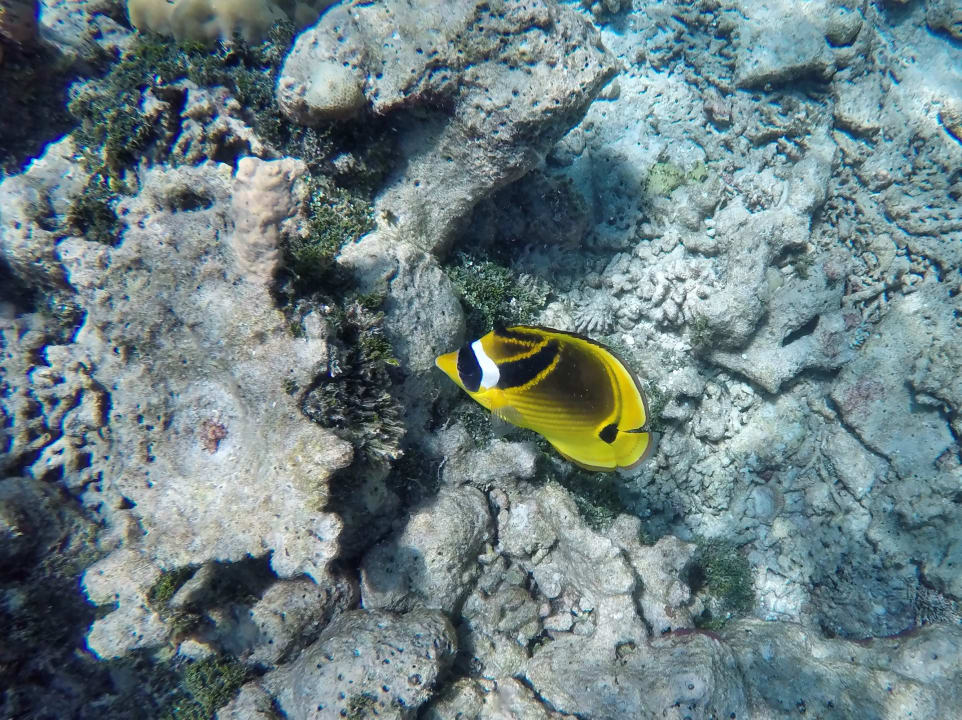 Mondsichel - Falterfisch NH Collection Maldives Havodda Resort