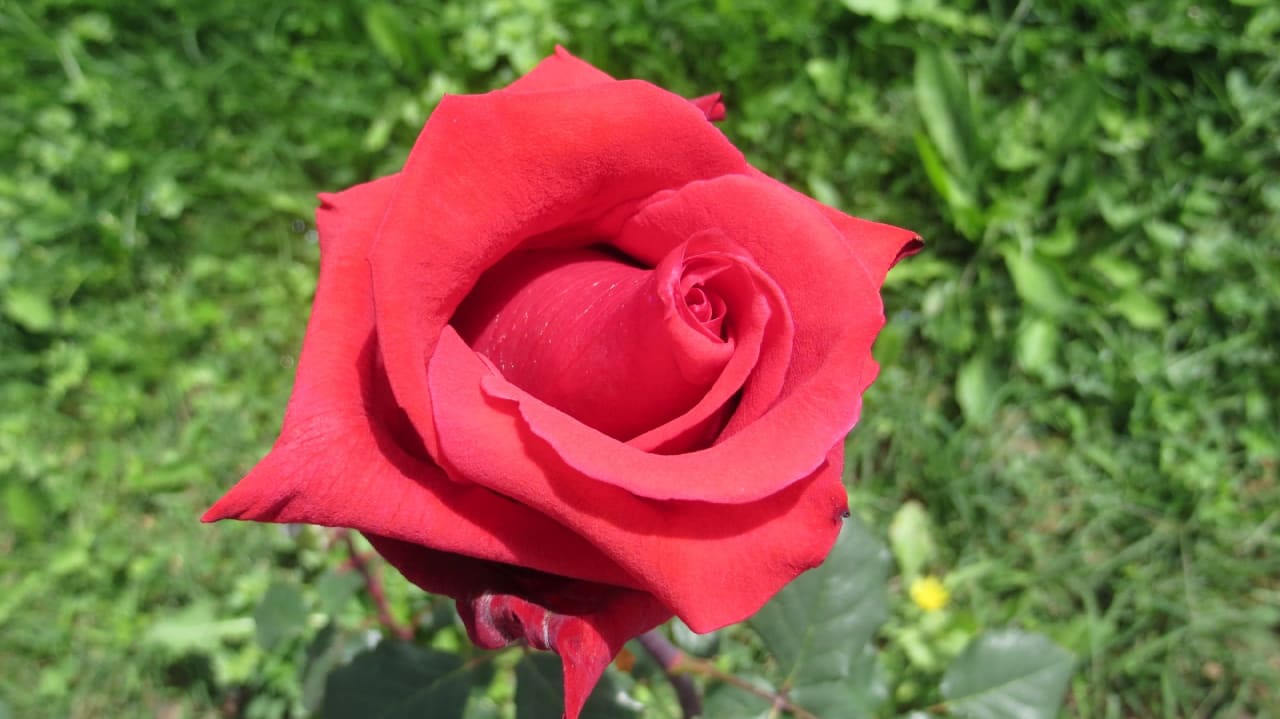 Gartenanlage Saphir Resort & Spa