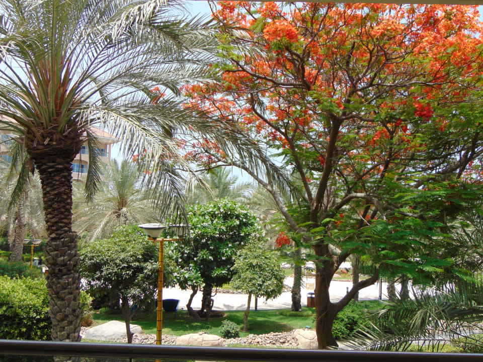 Ausblick Fujairah Rotana Resort & Spa