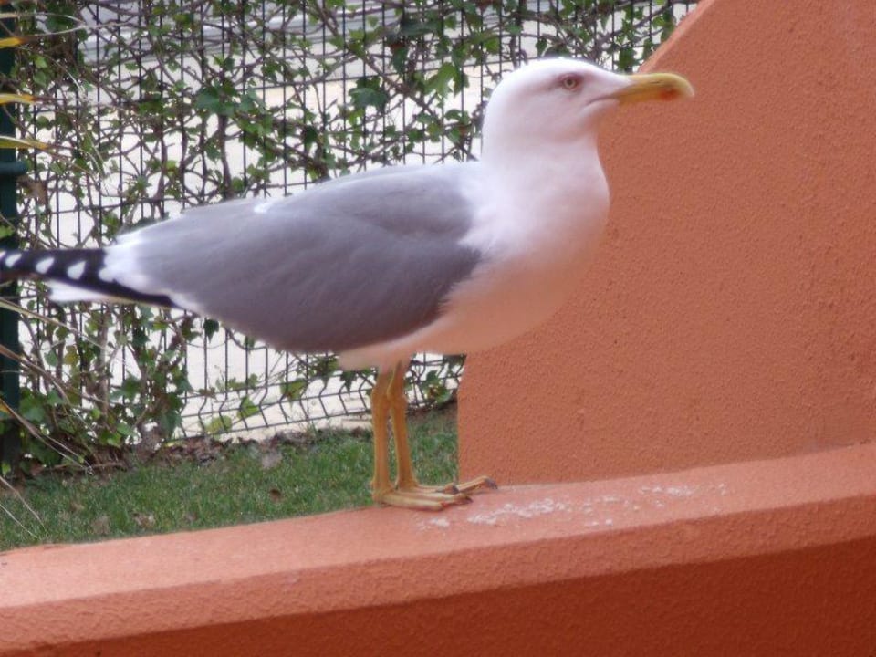 Möve kommt zum Fressen NH Marina Portimão Resort