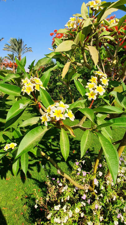 Gartenanlage Sentido Caribbean World Soma Bay