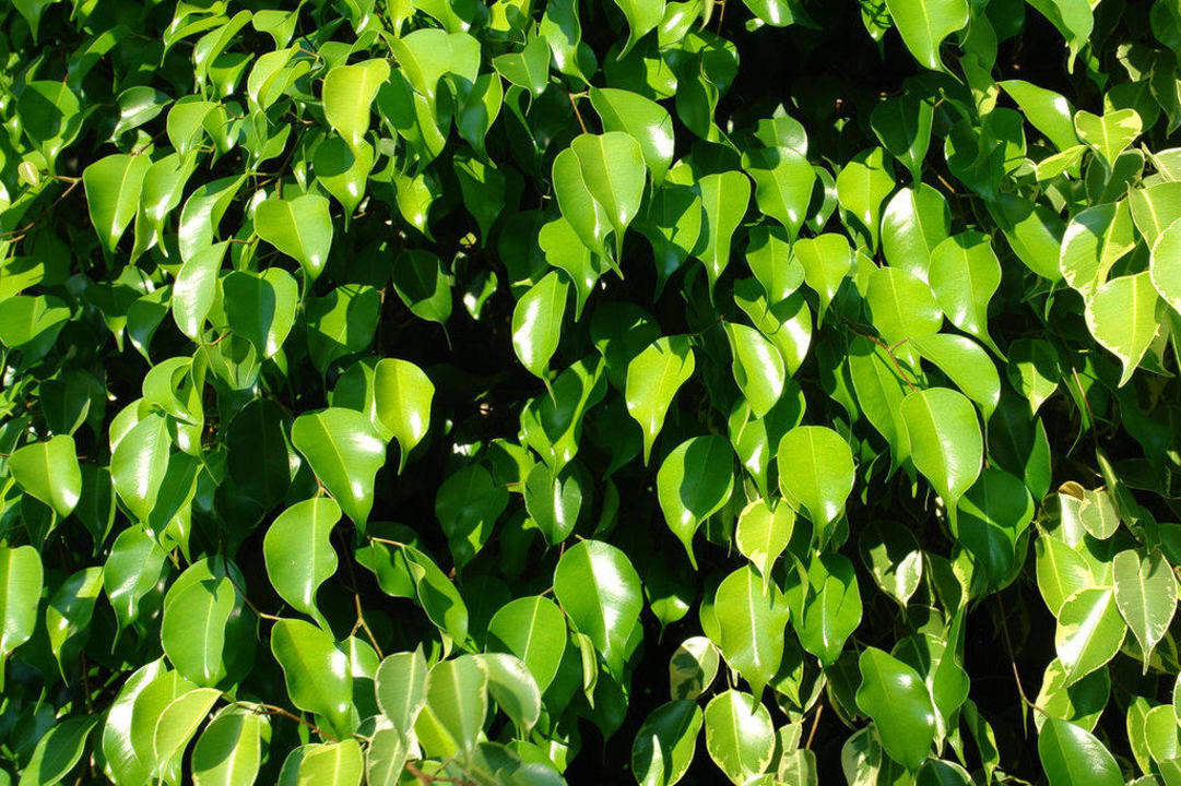 Sattes Grün Grand Hotel Holiday Resort