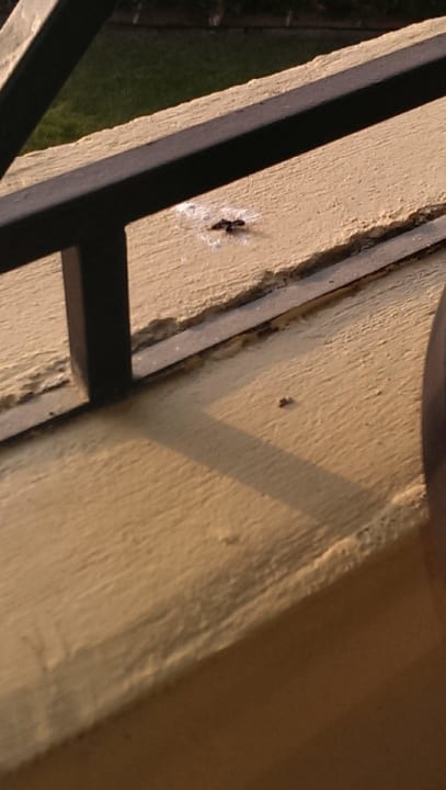 Balkon mit alter vertrockneter Vogelscheisse Cleopatra Luxury Resort Makadi Bay