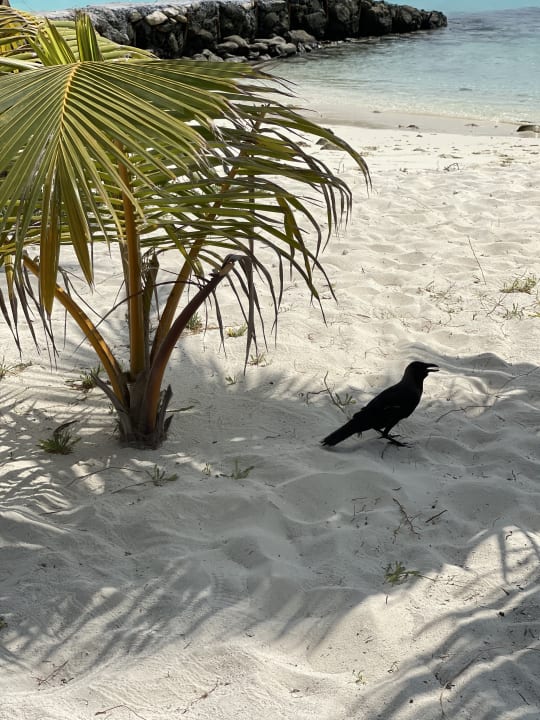 Strand Adaaran Select Meedhupparu Island Resort - Premium All Inclusive